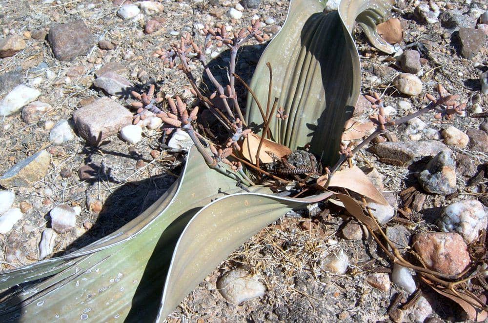 ilustrasi welwitschia mirabilis (flickr.com/Petr Kosina)