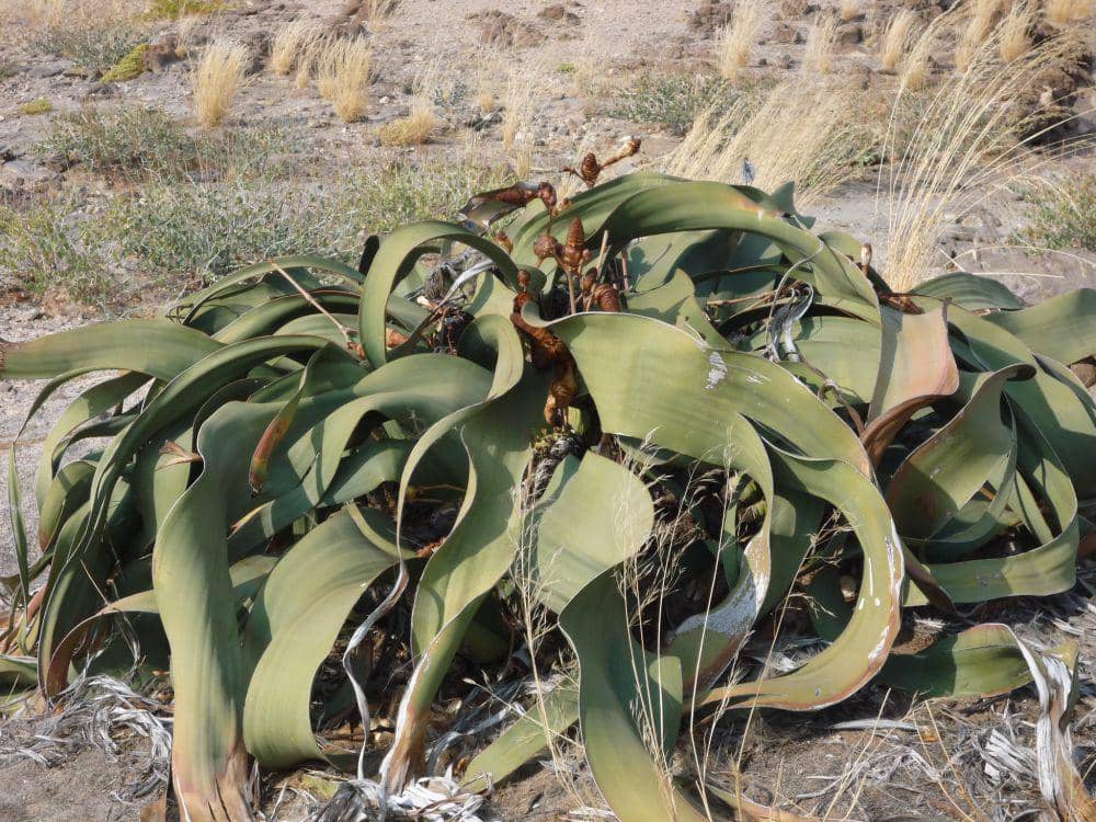 ilustrasi welwitschia mirabilis (flickr.com/James Anderson)