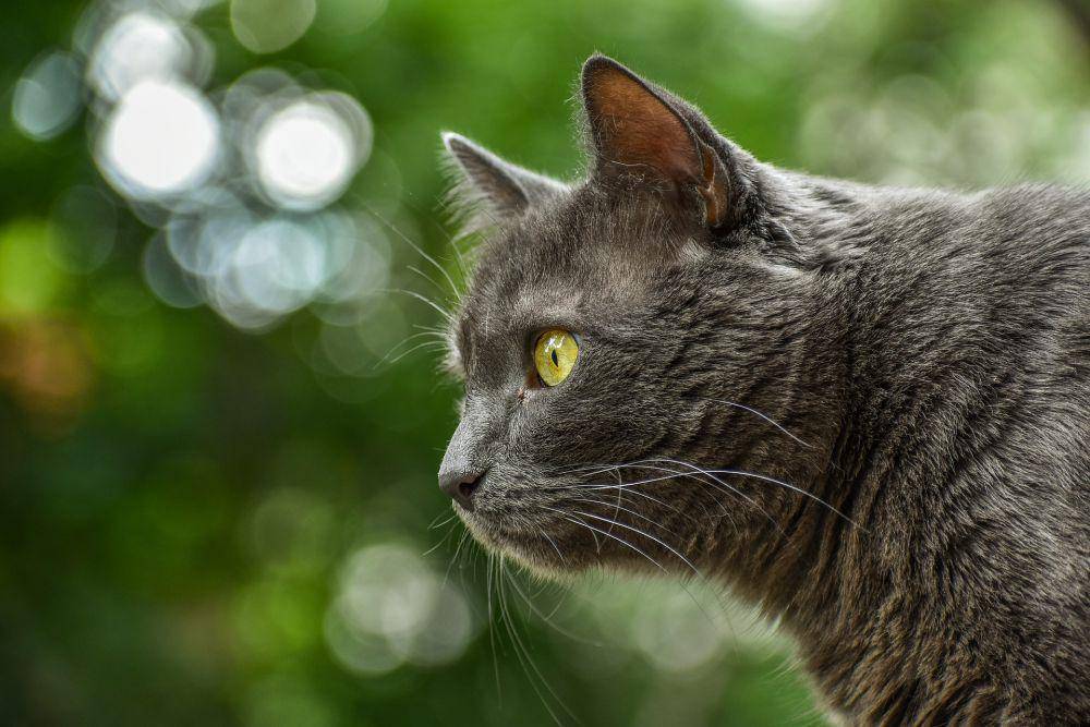 Kucing Chartreux (pixabay.com/martoli-03)
