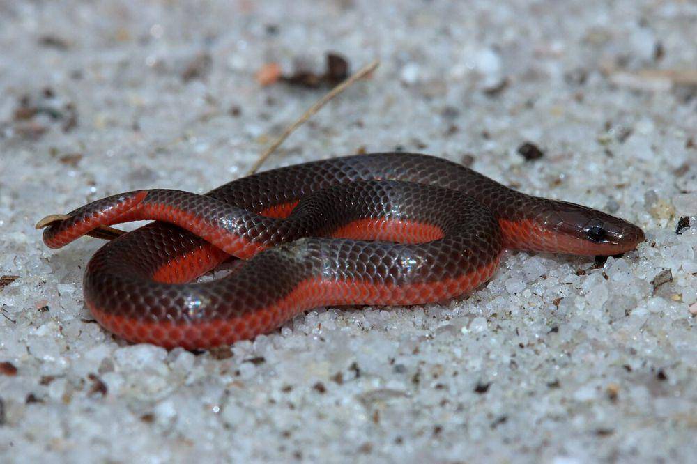 Ular (commons.wikimedia.org/Rstanton13)