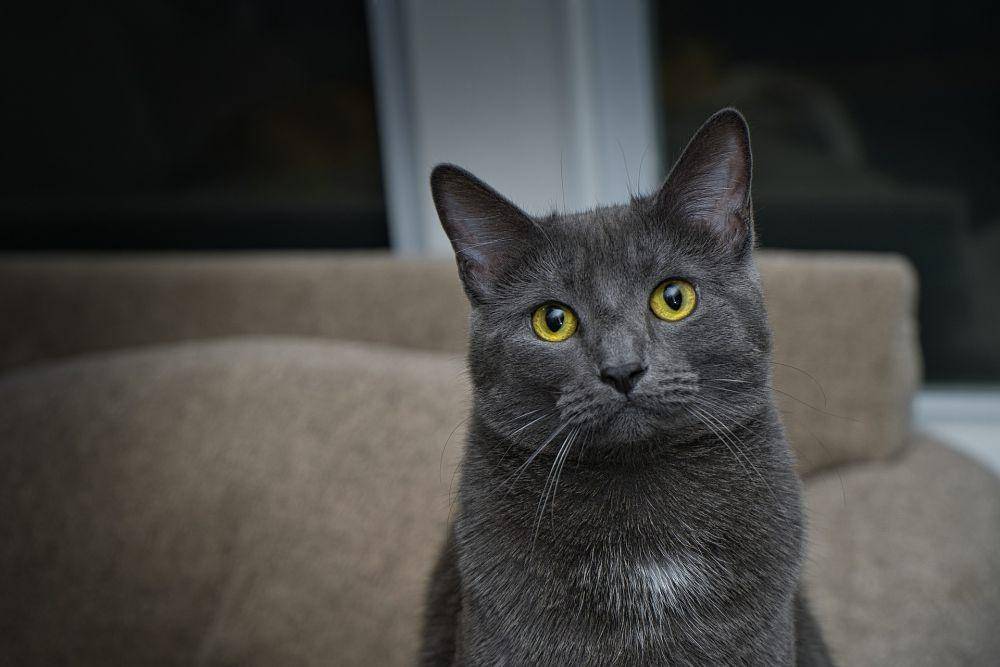 Kucing Chartreux (pixabay.com/caprarola26)