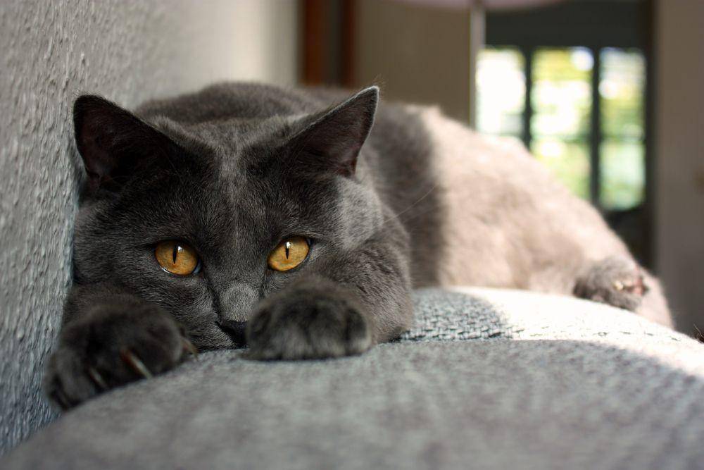 Kucing Chartreux (pixabay.com/LucasBouillon)