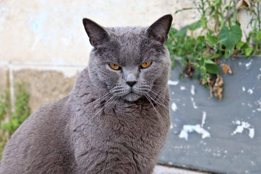 Kucing Chartreux (pixabay.com/GAIMARD)