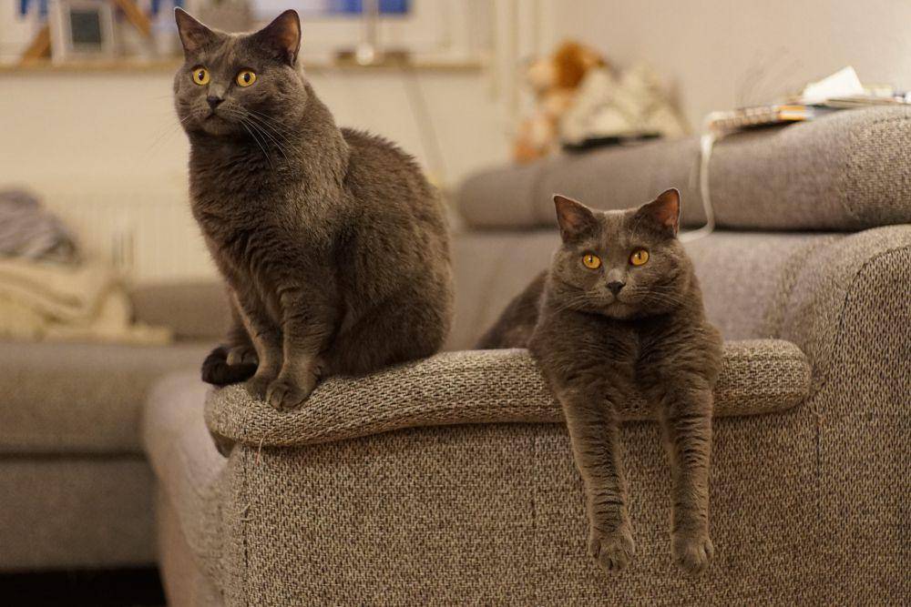 Kucing Chartreux (pixabay.com/LucasBouillon)