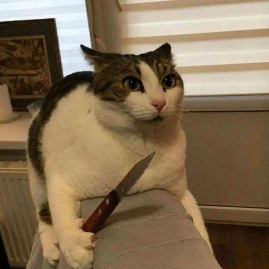 foto lucu kucing dan pisau (x.com/PunchingCat)