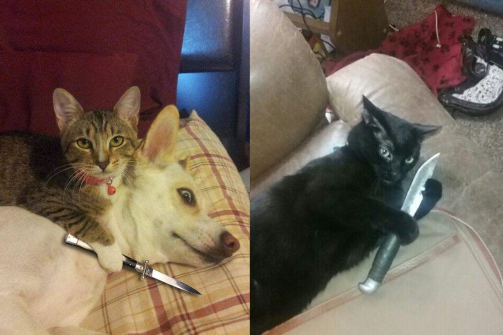 8 Foto Lucu Kucing dan Pisau, Hooman Jadi Takut, deh!