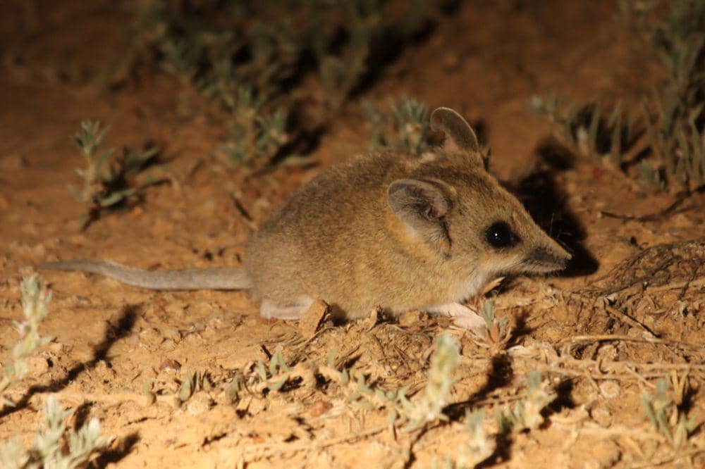 Fat-tailed dunnart (inaturalist.org/Richard Fuller)