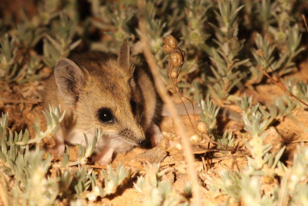 Fat-tailed dunnart (inaturalist.org/Richard Fuller)