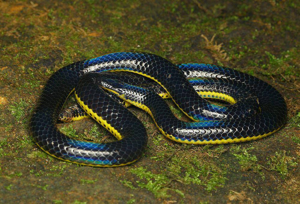 Kantung bisa ular ada di kepalanya (commons.wikimedia.org/David V Raju)