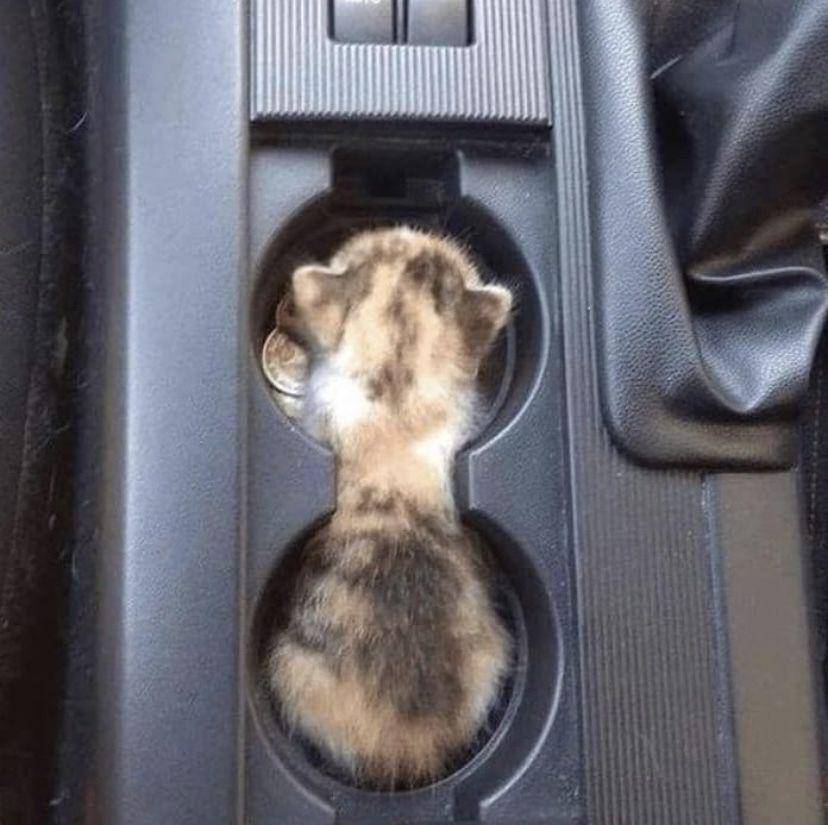 foto lucu kucing nyempil di dekat kursi kemudi mobil (reddit.com/Ziginox)