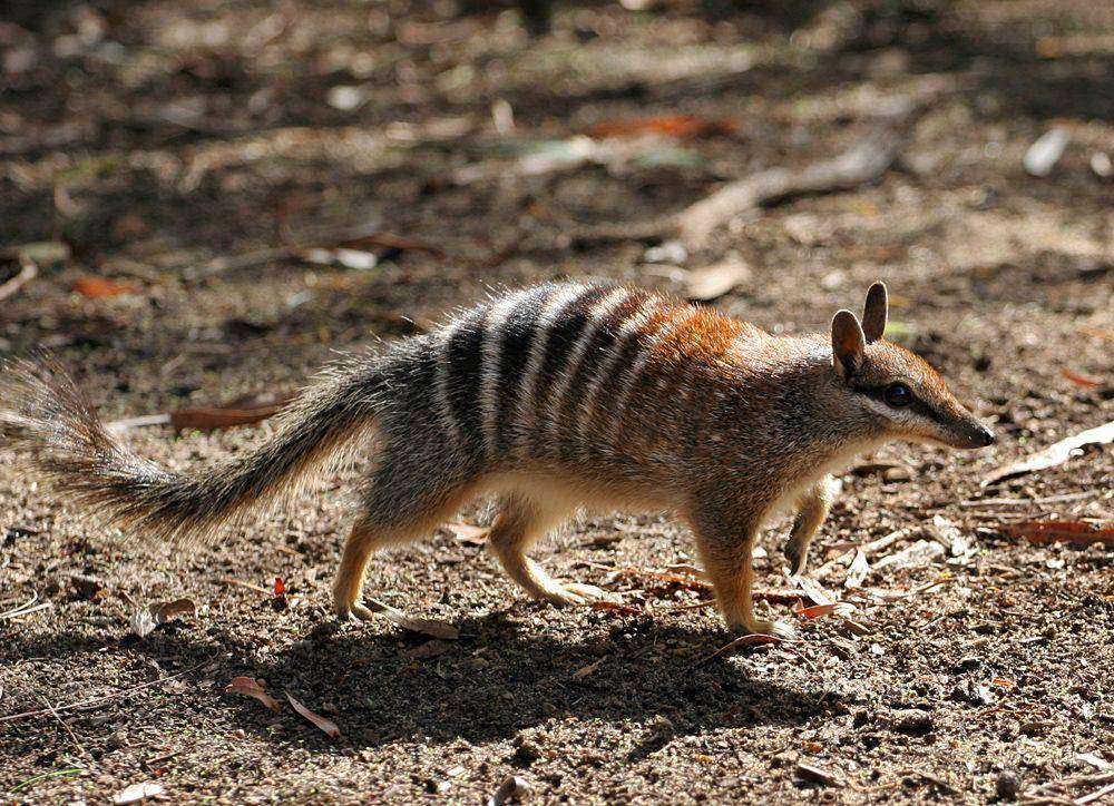 potret hewan numbat (commons.wikimedia.org)