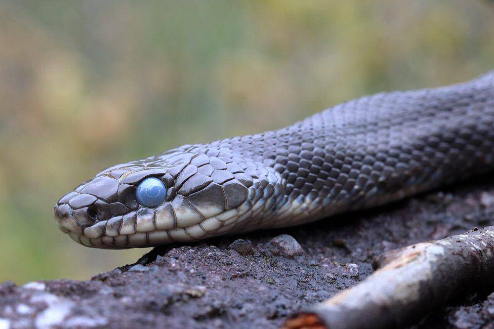Kepala ular (commons.wikimedia.org/Rstanton13)