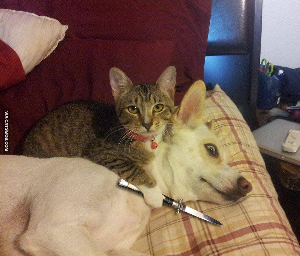 foto lucu kucing dan pisau (reddit.com/AndyWayne)
