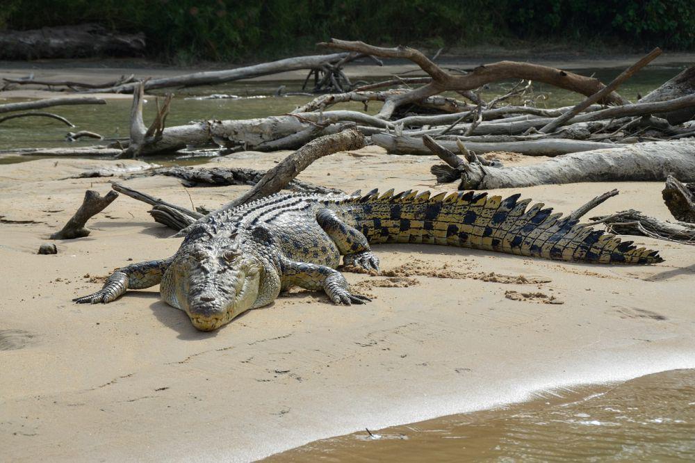 Tergolong Purba, 5 Fakta Ilmiah Buaya Tidak Punah seperti Dinosaurus