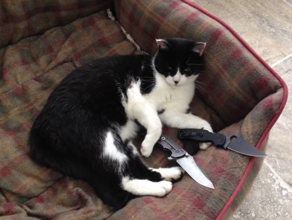 foto lucu kucing dan pisau (reddit.com/Paradigm84)
