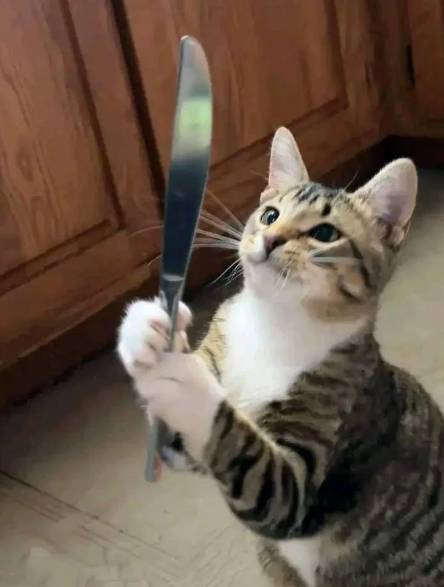foto lucu kucing dan pisau (reddit.com/Wolfy-1993)