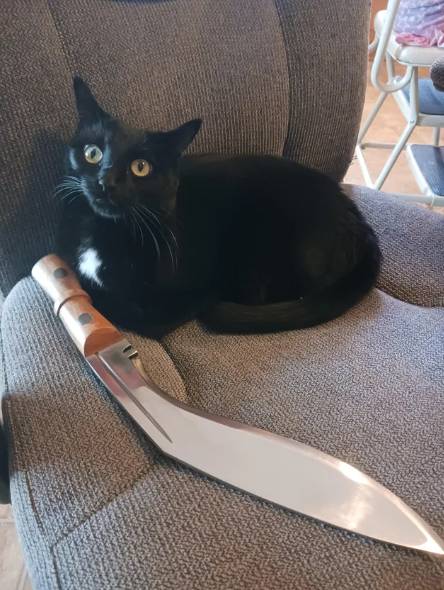 foto lucu kucing dan pisau (reddit.com/West_Tx_dustPirate)