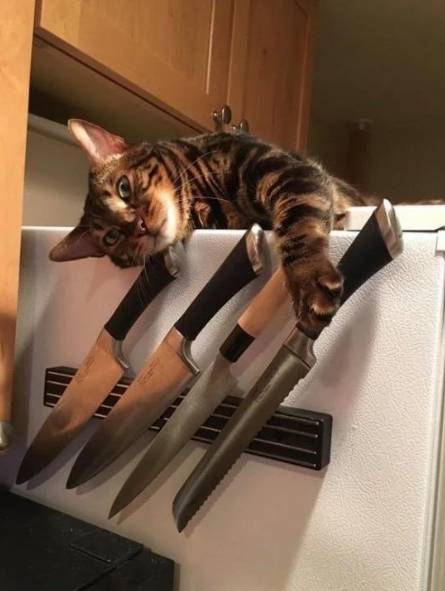 foto lucu kucing dan pisau (reddit.com/upvoter222)