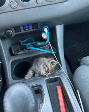 foto lucu kucing nyempil di dekat kursi kemudi mobil (reddit.com/benzterz)