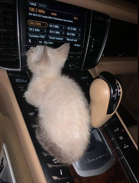 foto lucu kucing nyempil di dekat kursi kemudi mobil (reddit.com/-Rookie-Mistake-)