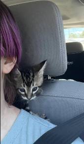 foto lucu kucing nyempil di dekat kursi kemudi mobil (reddit.com/aeipathiies)