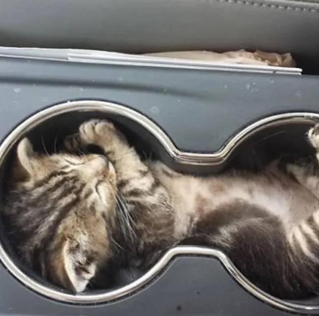 foto lucu kucing nyempil di dekat kursi kemudi mobil (reddit.com/user18364759363)