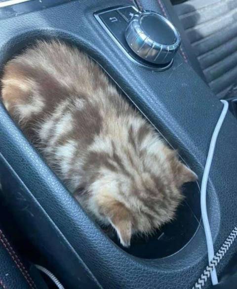 foto lucu kucing nyempil di dekat kursi kemudi mobil (reddit.com/UranusHearts)