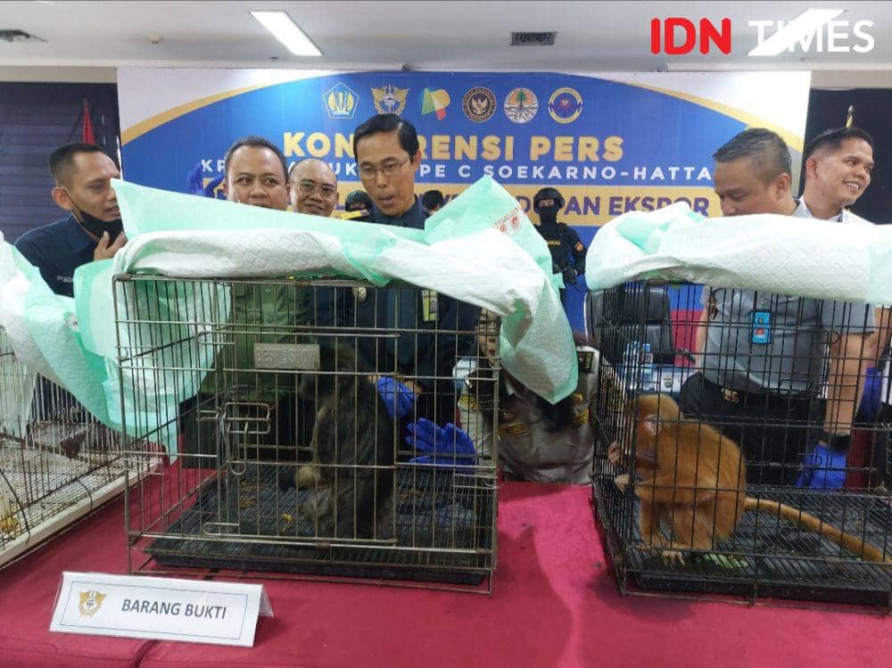Miris, WN India Selundupkan Hewan Langka dengan Cara Dibius