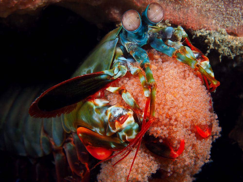 ilustrasi udang sentadu (flickr.com/Wisnu Purwanto)