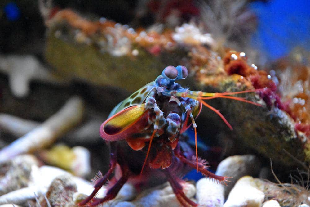 ilustrasi udang sentadu (flickr.com/Arthur Pijpers)