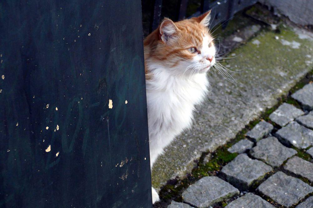 Kucing tidak berasal dari Indonesia (commons.wikimedia.org/Donald Judge)