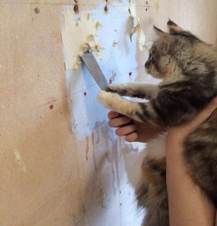 foto kucing pekerja konstruksi (reddit.com/deleted)