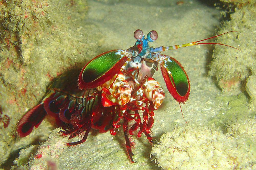 5 Fakta Udang Sentadu, Dapat Memukul Secepat Peluru Senapan!