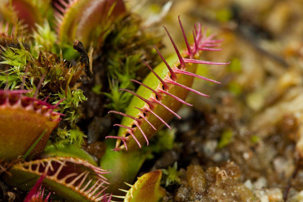 5 Fakta Menarik Venus Flytrap, Bisa Mencerna Katak serta Burung Kecil!