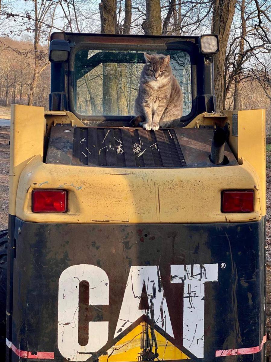 foto kucing pekerja konstruksi (reddit.com/snixon67)