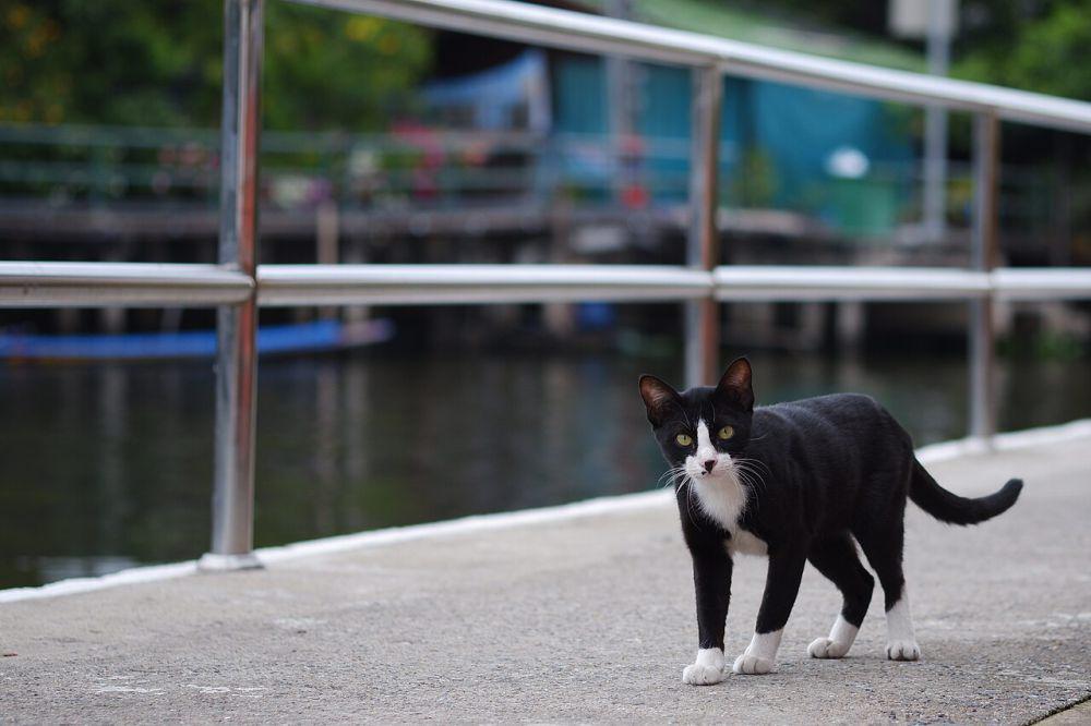 Kucing hanya punya satu spesies (commons.wikimedia.org/Vee Satayamas)