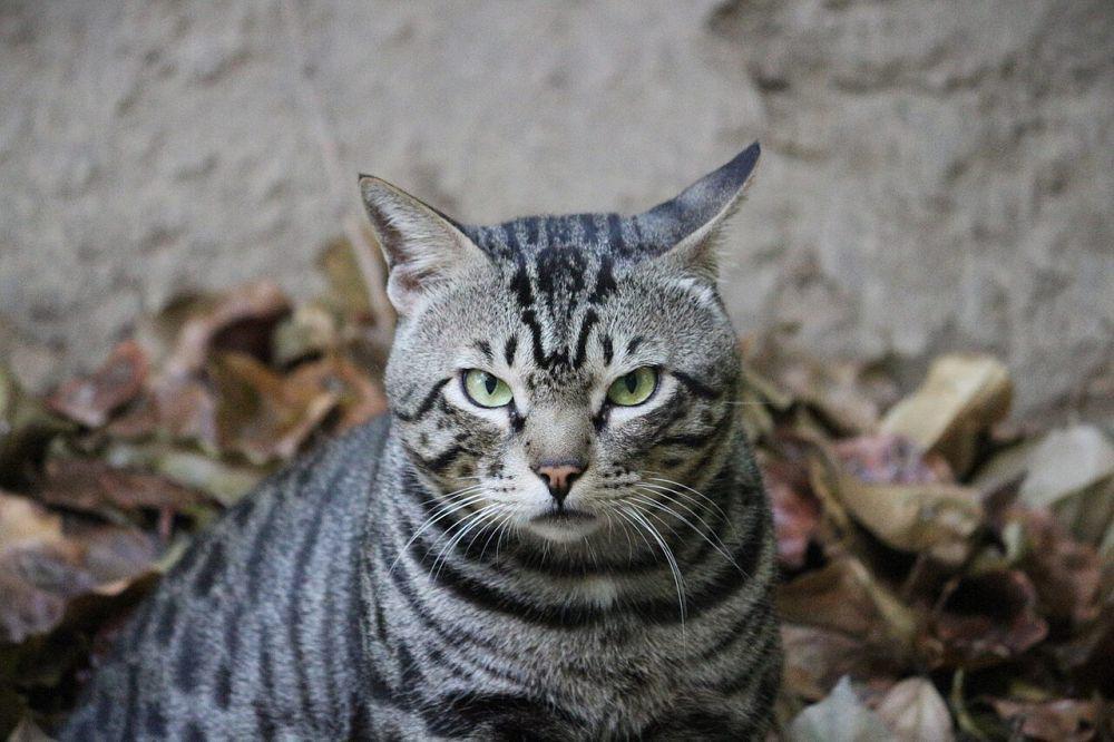 Kucing (commons.wikimedia.org/ThePoeticFrame)