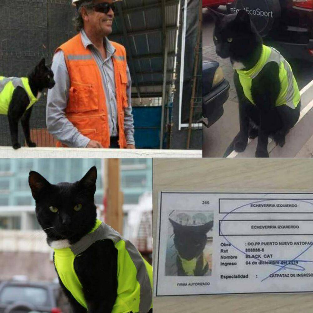 foto kucing pekerja konstruksi (reddit.com/Mausath)