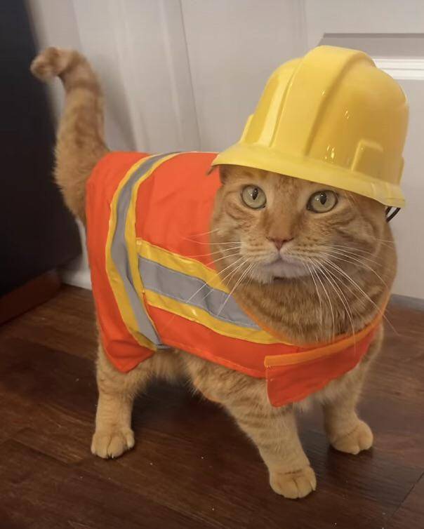 foto kucing pekerja konstruksi (reddit.com/deleted)