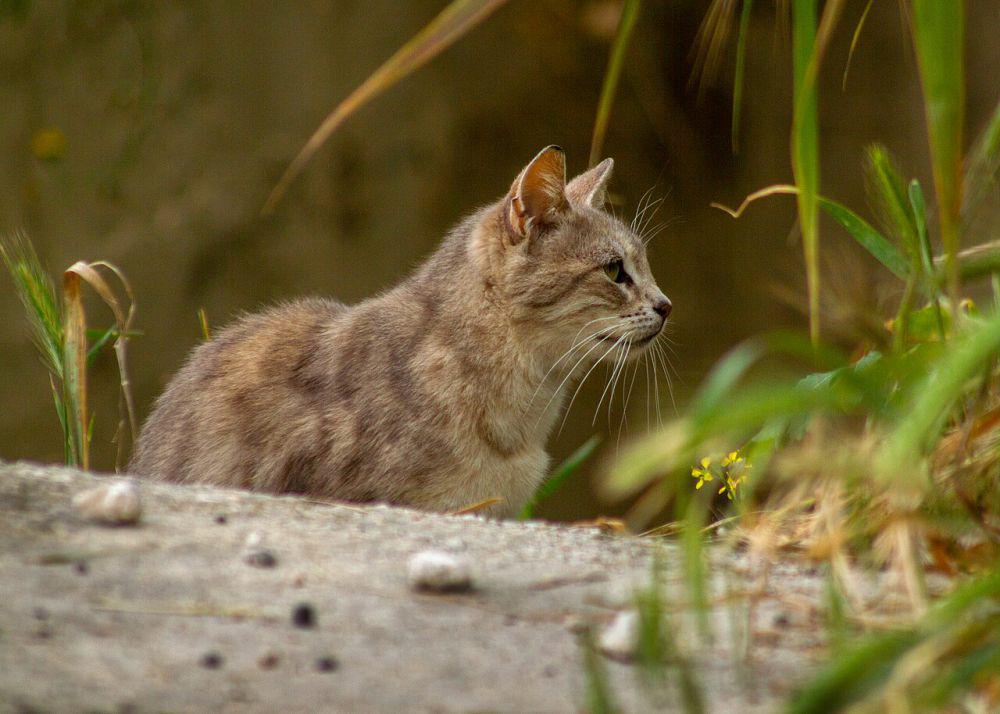 Kucing tidak bisa dijadikan pembasmi hama alami (commons.wikimedia.org/Kikku33)