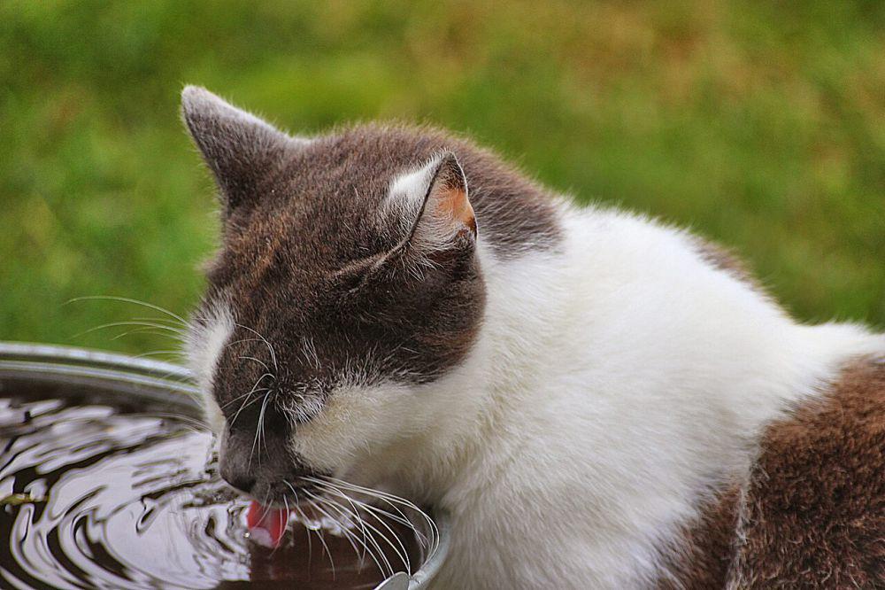 Kucing merupakan hewan karnivor (commons.wikimedia.org/Susanne Nilsson)