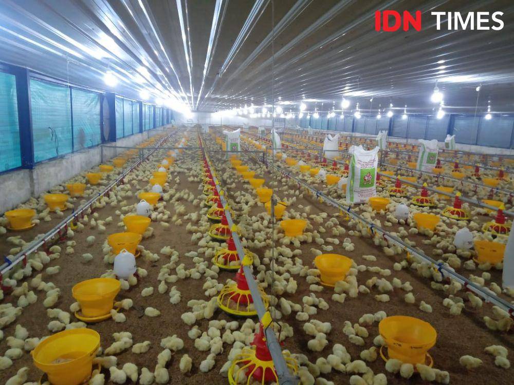 Peternakan ayam ras Jawa Tengah. (IDN Times/Fariz Fardianto)