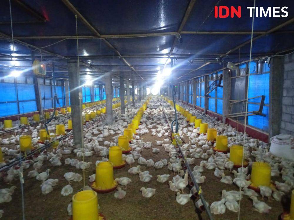 Jutaan ayam ras diproduksi di lokasi peternakan wilayah Jawa Tengah. (IDN Times/Fariz Fardianto)