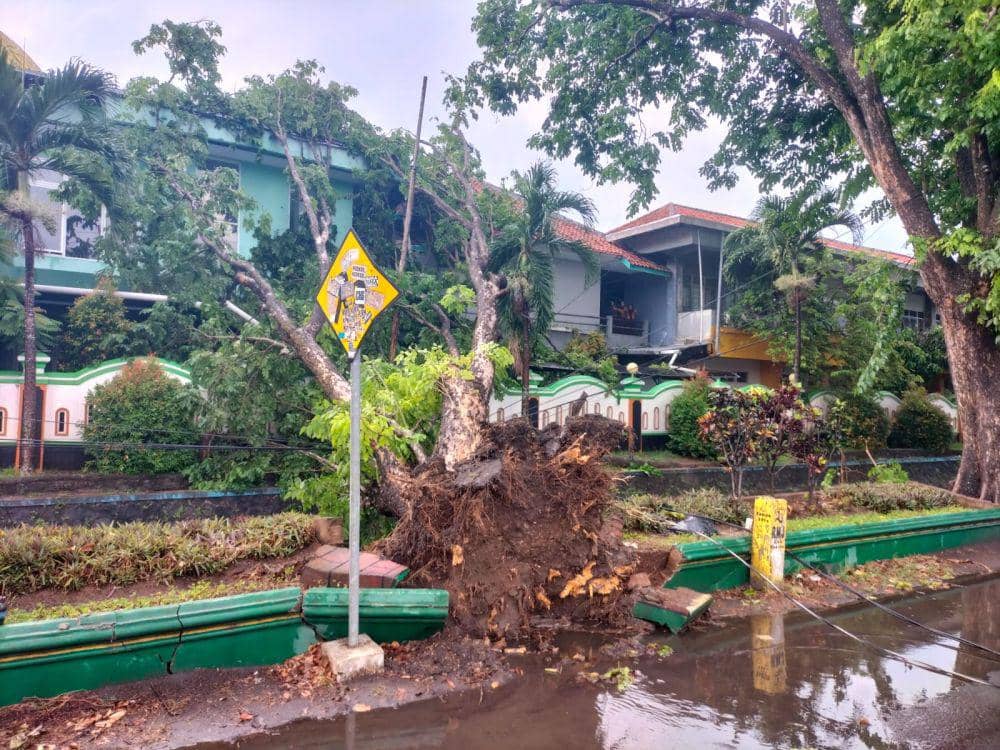 Pohon tumbang timpa bangunan SMAN1 Bantul.(BPBD Bantul)