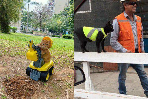 kolase foto kucing pekerja konstruksi (x.com/CatWorkers I reddit.com/lexmichelle94)