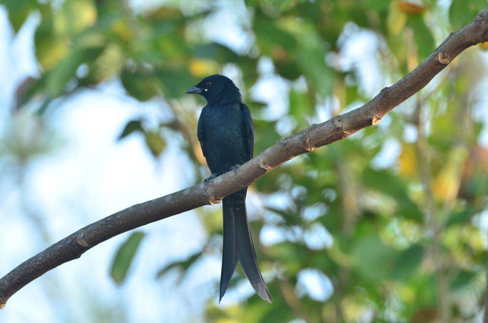 Srigunting hitam (inaturalist.org/premchand)