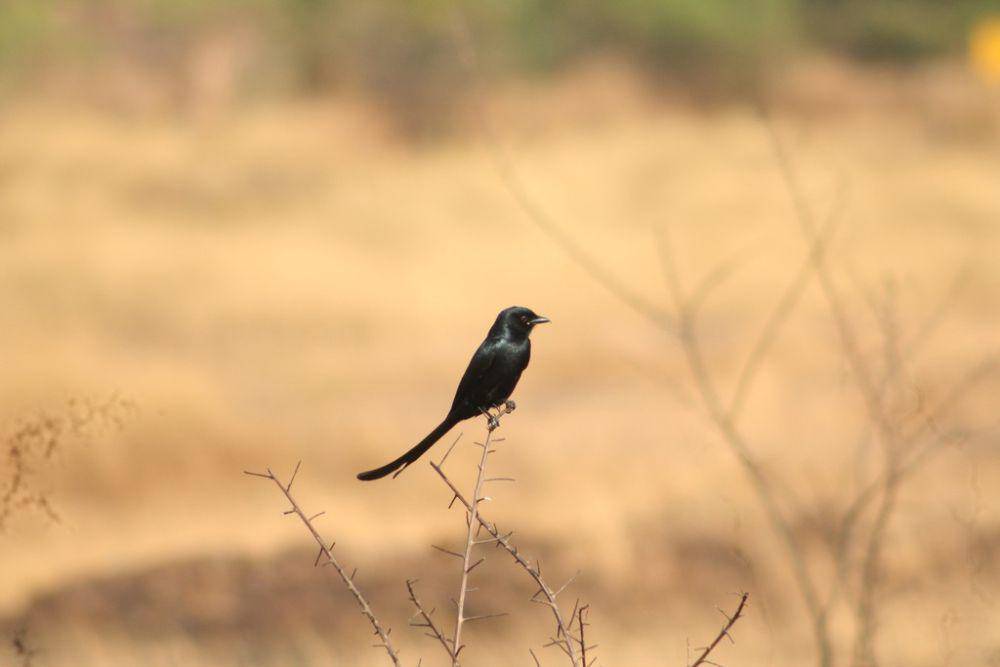 Srigunting hitam (inaturalist.org/deepachandran)