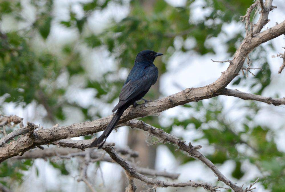 Srigunting hitam (inaturalist.org/Zinogre)