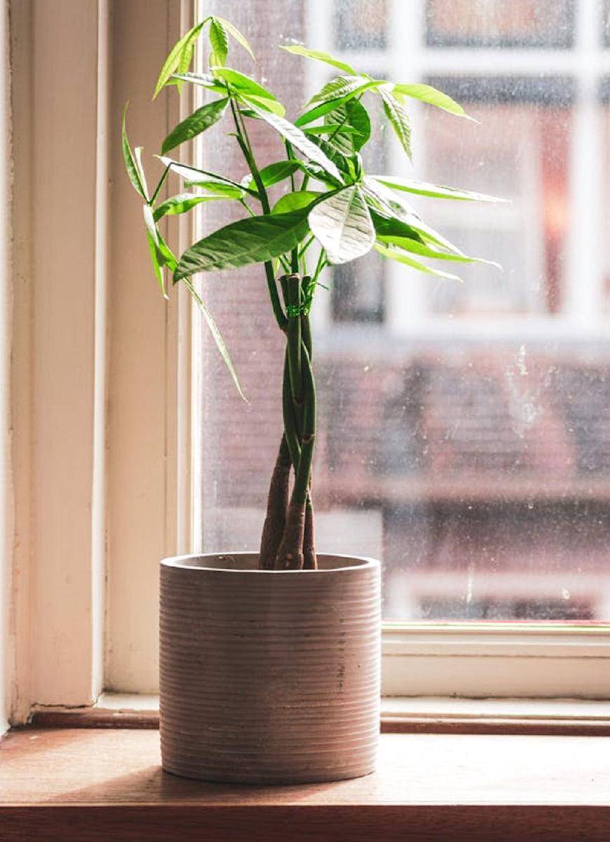 money tree (pexels.com/Daan Rink)