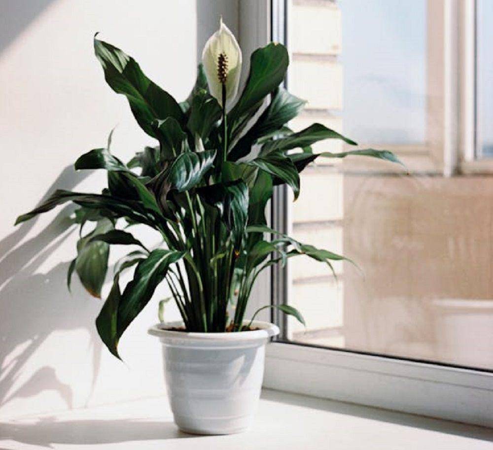 tanaman peace lily (pexels.com/Elena Golovchenko)